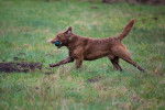 Photo Chesapeake Bay Retriever