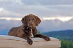 Photo Chesapeake Bay Retriever