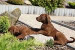 Photo Chesapeake Bay Retriever