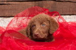 Photo Chesapeake Bay Retriever