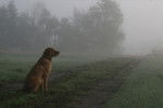 Photo Chesapeake Bay Retriever