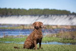 Photo Chesapeake Bay Retriever