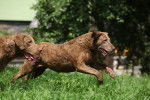 Photo Chesapeake Bay Retriever