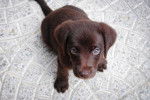 Photo Chesapeake Bay Retriever