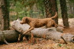 Photo Chesapeake Bay Retriever