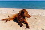 Photo Chesapeake Bay Retriever