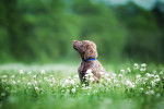 Photo Chesapeake Bay Retriever