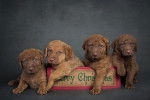 Photo Chesapeake Bay Retriever