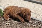 Photo Chesapeake Bay Retriever