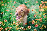 Photo Chesapeake Bay Retriever