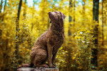 Photo Chesapeake Bay Retriever