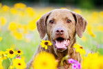 Photo Chesapeake Bay Retriever