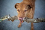 Photo Chesapeake Bay Retriever
