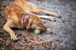 Photo Chesapeake Bay Retriever