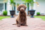 Photo Chesapeake Bay Retriever