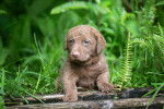 Photo Chesapeake Bay Retriever