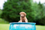Photo Chesapeake Bay Retriever