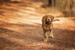 Photo Chesapeake Bay Retriever