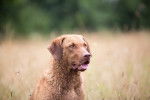 Photo Chesapeake Bay Retriever