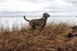 Un Chesapeake Bay Retriever sur un terrain herbeux et portant un collier autour du cou