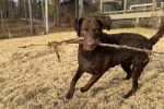 Un Chesapeake Bay Retriever sur un terrain herbeux et tenant une branche dans sa gueule 