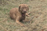 Un Chesapeake Bay Retriever allongé sur un terrain herbeux 