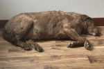 Un Chesapeake Bay Retriever allongé sur un plancher et semblant dormir