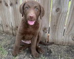 Un Chesapeake Bay Retriever assis sur un terrain herbeux et tirant la langue