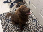 Un Chesapeake Bay Retriever assis sur un tapis 