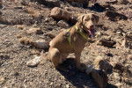 Un Chesapeake Bay Retriever assis sur une surface rocailleuse et portant un harnais 