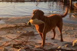 Un Chesapeake Bay Retriever sur une surface sableuse et tenant un leurre de canard dans sa gueule 