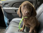 Un Chesapeake Bay Retriever assis sur le siège d'une voiture et qui est tenu en laisse