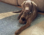 Un Chesapeake Bay Retriever allongé sur une moquette et portant un collier autour du cou