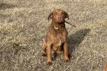Un Chesapeake Bay Retriever assis sur un terrain herbeux et portant un collier autour du cou