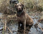 Un Chesapeake Bay Retriever assis dans l'eau et portant un collier autour du cou