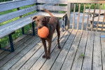 Un Chesapeake Bay Retriever sur une terrasse en bois et tenant une balle dans sa gueule 
