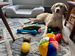Un Chesapeake Bay Retriever allongé sur un tapis devant des jouets 