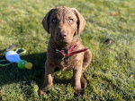 Un Chesapeake Bay Retriever assis sur un terrain herbeux et portant un collier autour du cou