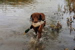 Un Chesapeake Bay Retriever marchant dans l'eau et tenant un canard dans sa gueule 