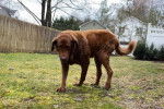 Un Chesapeake Bay Retriever marchant sur un terrain herbeux 