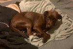 Un Chesapeake Bay Retriever allongé sur un lit