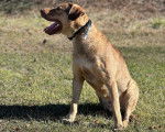 Un Chesapeake Bay Retriever assis sur un terrain herbeux et portant un collier autour du cou