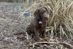Un chiot Chesapeake Bay Retriever assis sur un terrain herbeux et portant un collier autour du cou