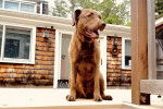 Un Chesapeake Bay Retriever assis sur une terrasse 