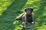 Un Chesapeake Bay Retriever allongé sur un terrain herbeux 