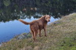Un Chesapeake Bay Retriever sur un terrain herbeux et regardant vers la caméra 