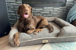 Un Chesapeake Bay Retriever allongé dans un panier et tirant la langue 