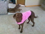 Jesse in Pink! - Chesapeake Bay Retriever (5 ans)