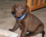 Skylar - Chesapeake Bay Retriever Mâle (8 mois)