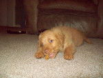 marley - Chesapeake Bay Retriever (1 an)